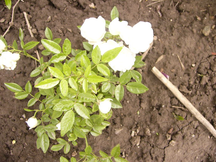 P1240420