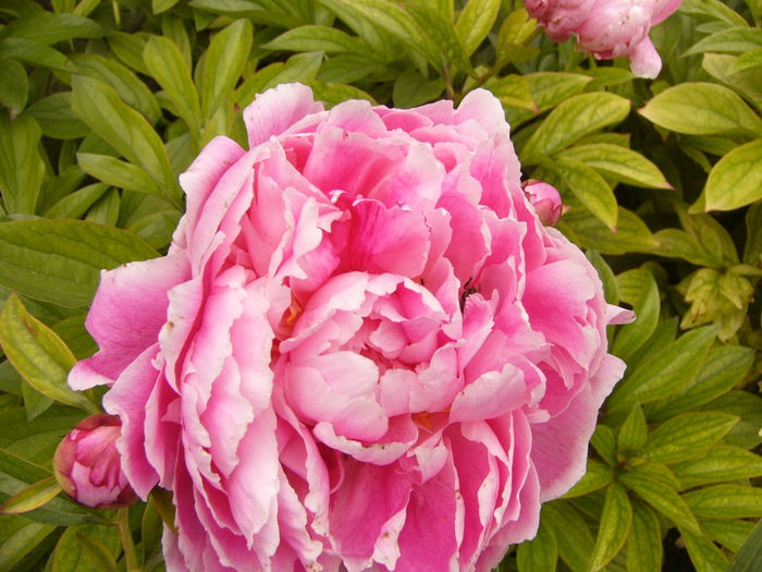 P1240422