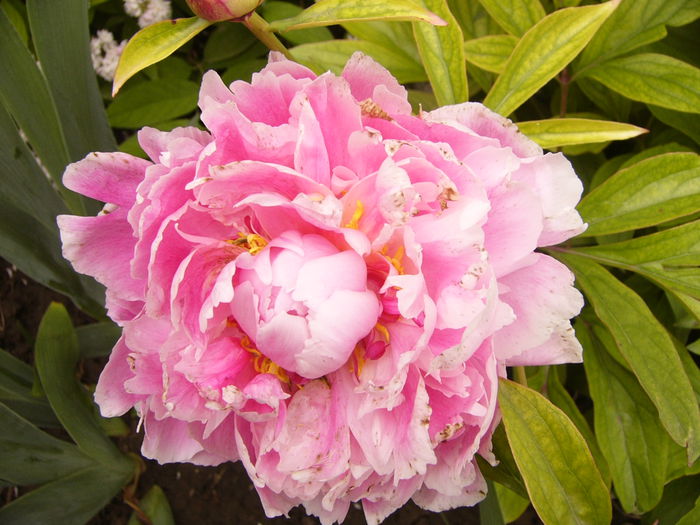 P1240423