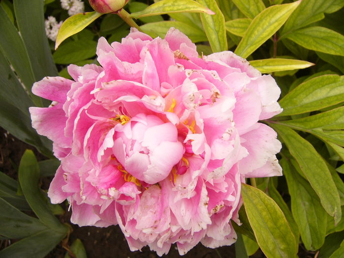 P1240424