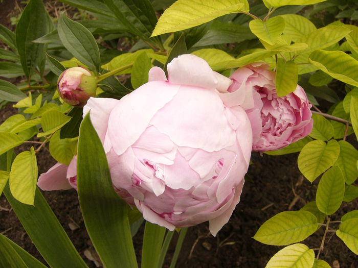 P1240429
