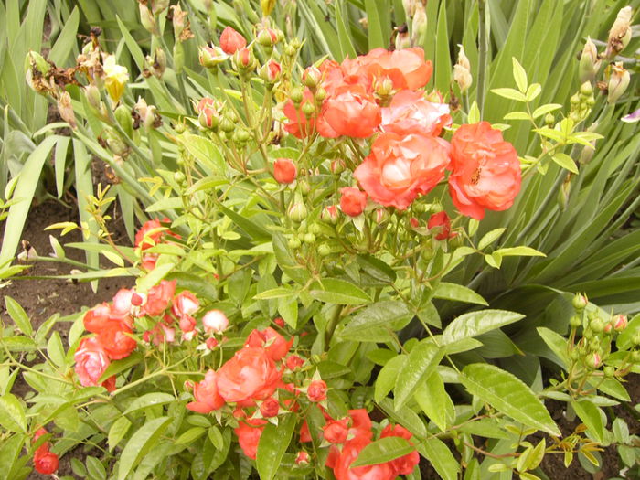 Rosa Mordag orange
