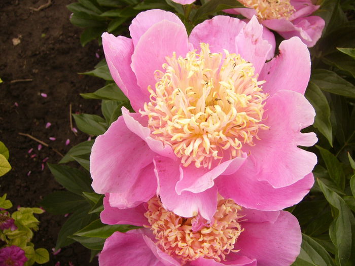 P1240433