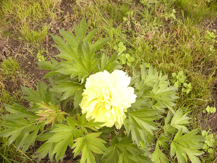P1240442