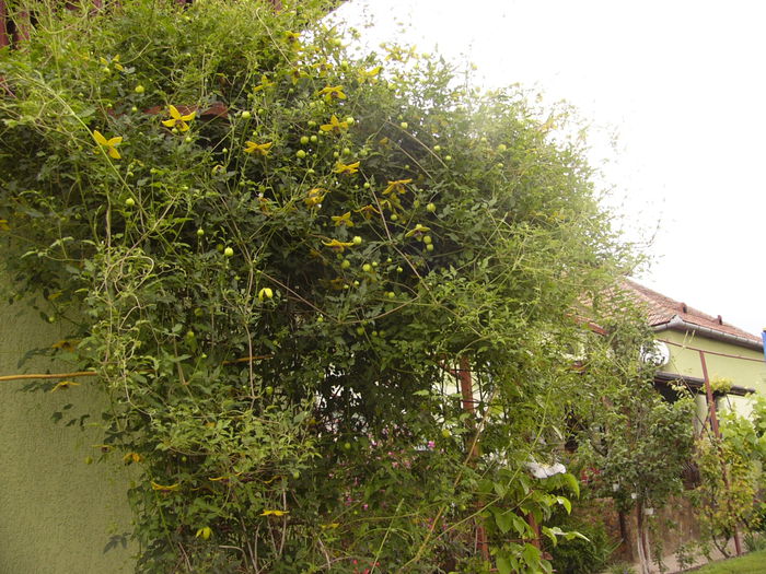 Clematis Tangutica- Golden Tiara-