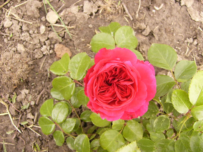 Rosa Red Leonardo da Vinci
