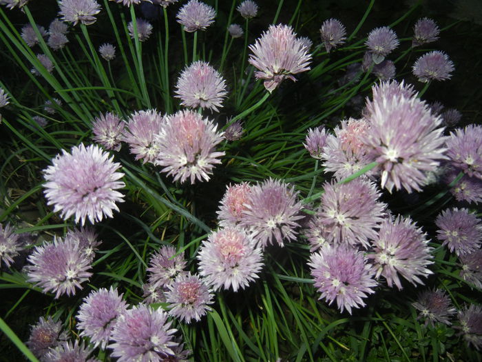 Allium schoenoprasum (2015, May 16) - Allium schoenoprasum_Chives