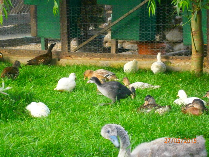 P5271701 - Rate Pitice Caal Duck