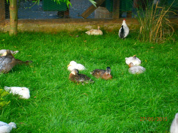 P5271704 - Rate Pitice Caal Duck