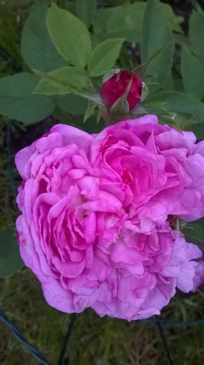 reine des violettes - trandafiri 2015