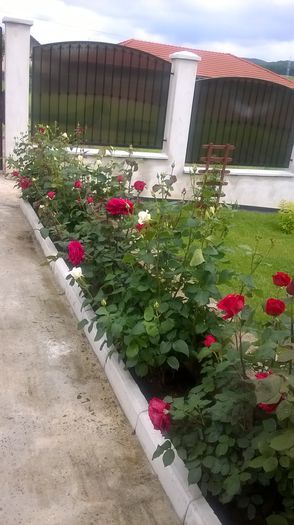 trandafirii rosii si albi - trandafiri 2015