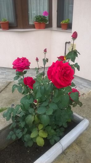 mr.lincoln - trandafiri 2015