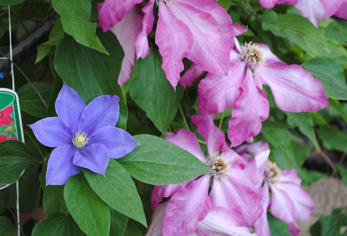 27 mai,clematis Betty Risdon Fujimusume - 2015 clematite