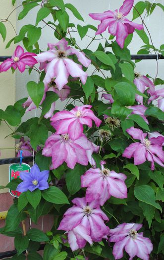 clematis Betty Risdon Fujimusume - 2015 clematite