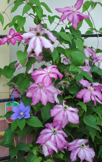 clematis Betty Risdon Fujimusume