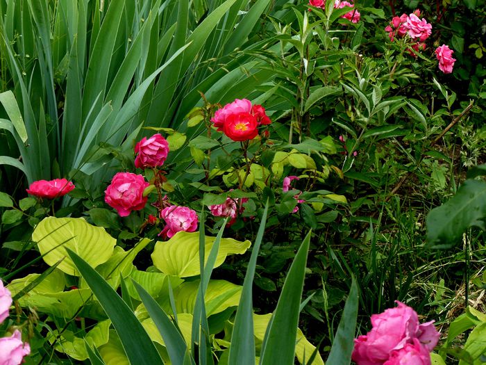 Bordure Magenta