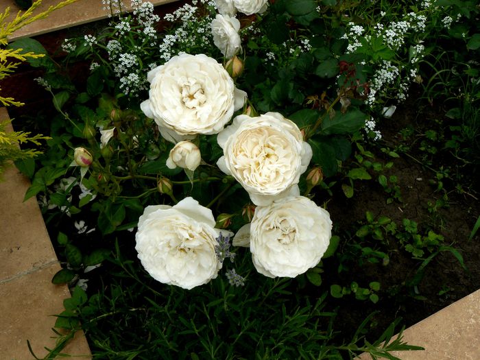 Glamis Castle