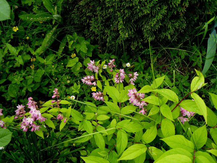 Deutzia Strawberry