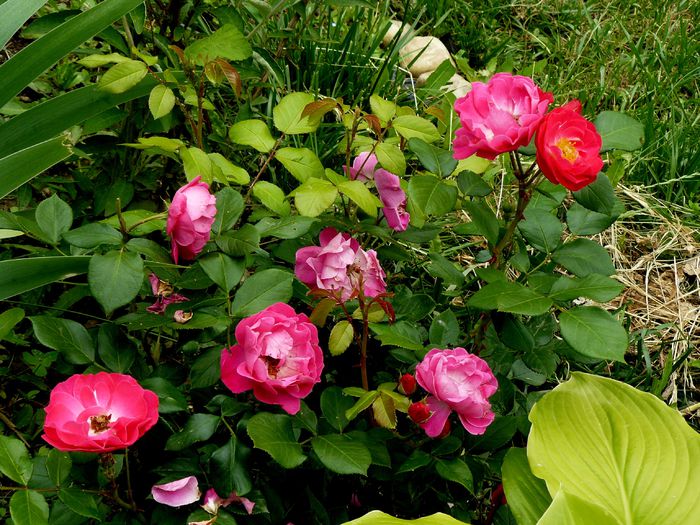Bordure magenta-Delbart