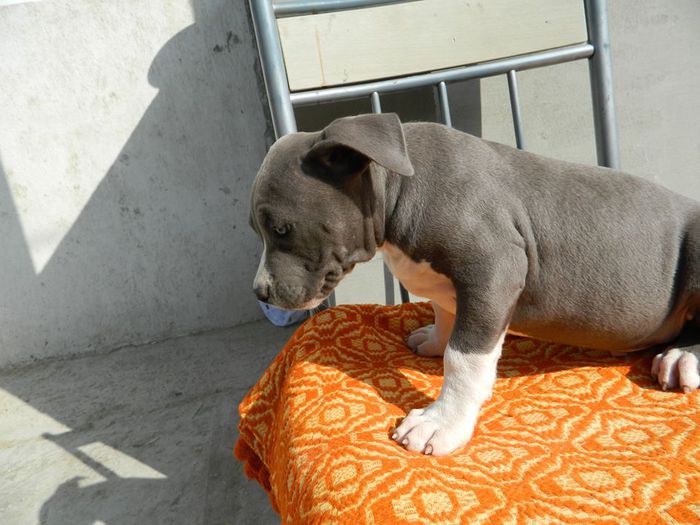 lil ss - American Bully poze noi