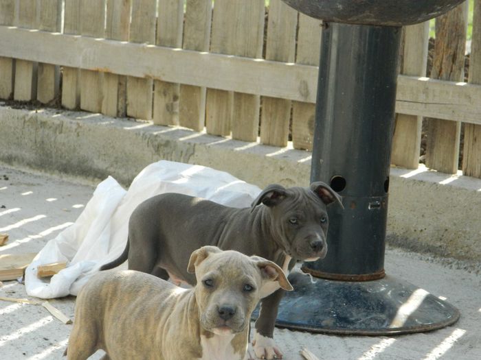 tiger - American Bully poze noi