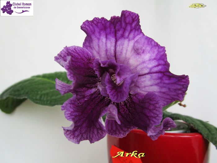 Arka(29-05-2015) - Streptocarpusi 2015