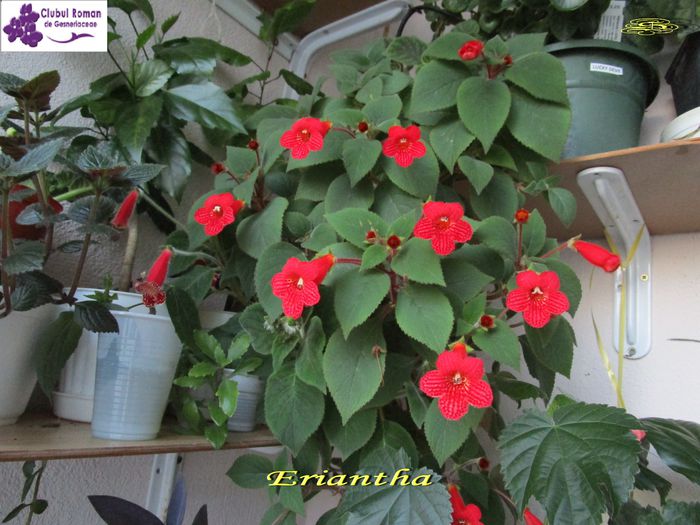 Eriantha (29-05-2015) - Gesneriaceae 2015