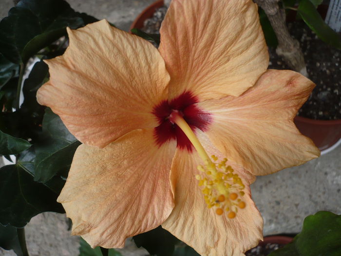 P1220406 - HIBISCUSI 2015-1