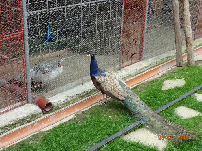 DSC09534