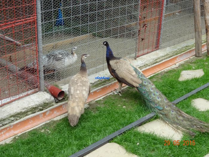 DSC09538