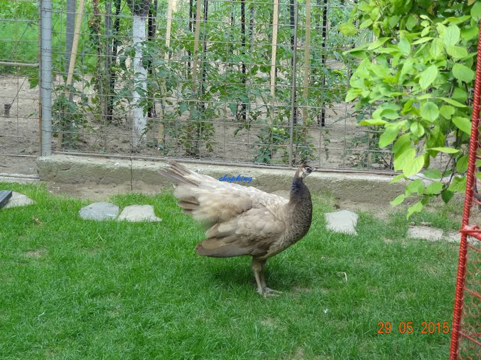 DSC09570