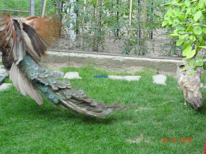 DSC09575