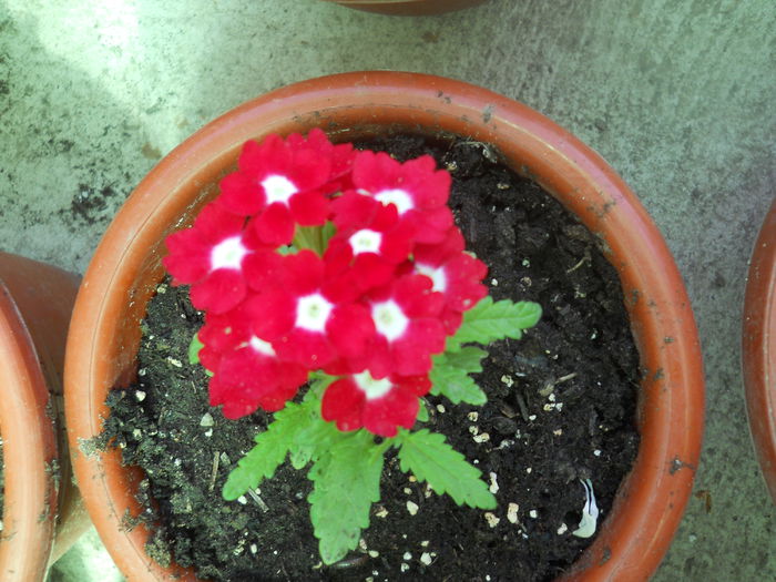 DSCN7651