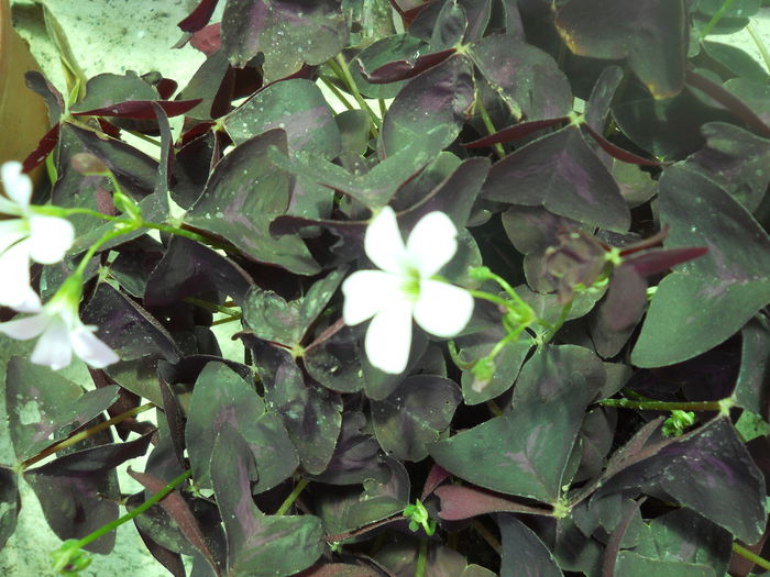 DSCN7656