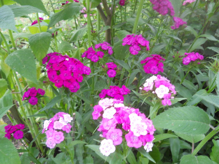 DSCN7664