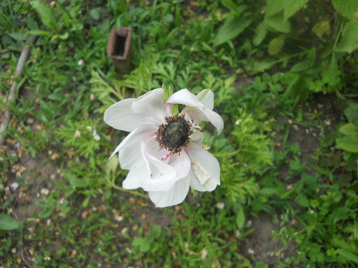 DSCN7666