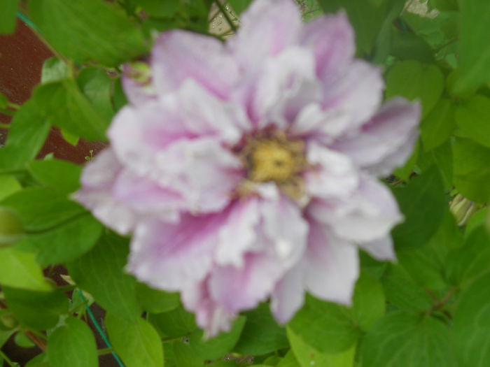 DSCN7679