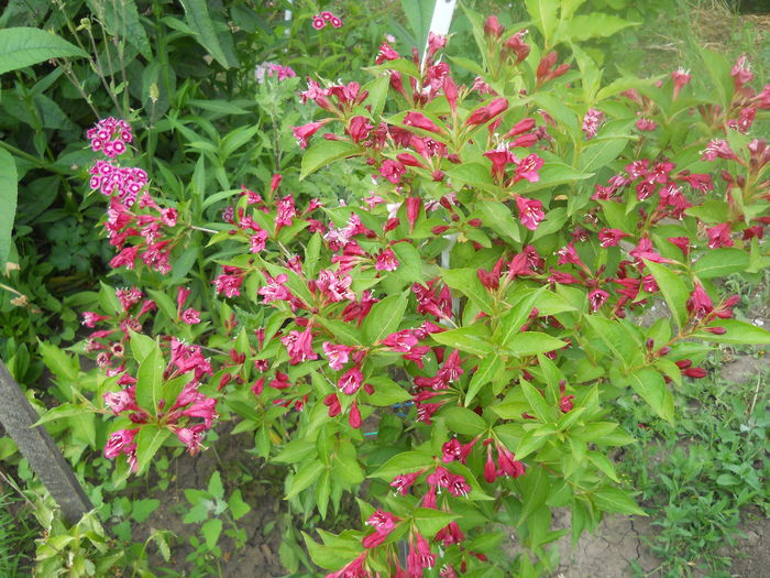 DSCN7708