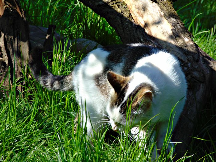 DSC07674 - Diverse animale si pasari