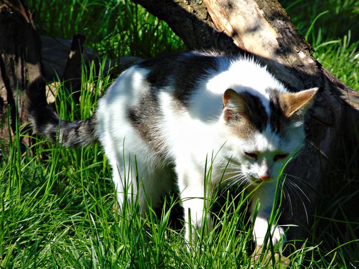 DSC07675 - Diverse animale si pasari