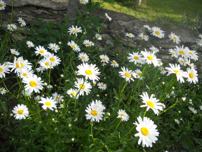 DSCN7719
