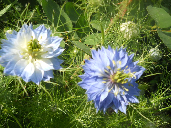 DSCN7721