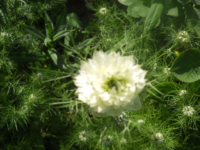 DSCN7722