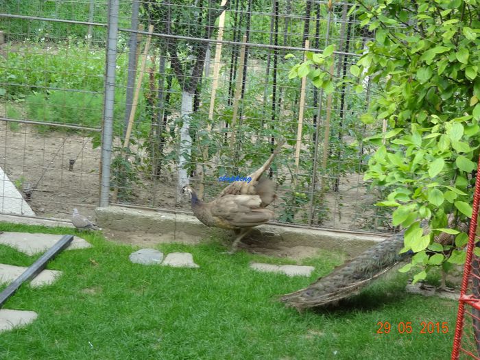 DSC09564