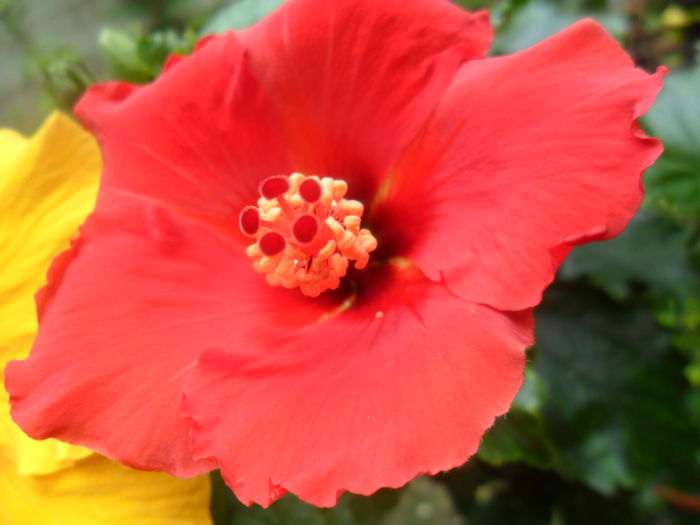 SAM_5456 - hibiscusi 2015-2