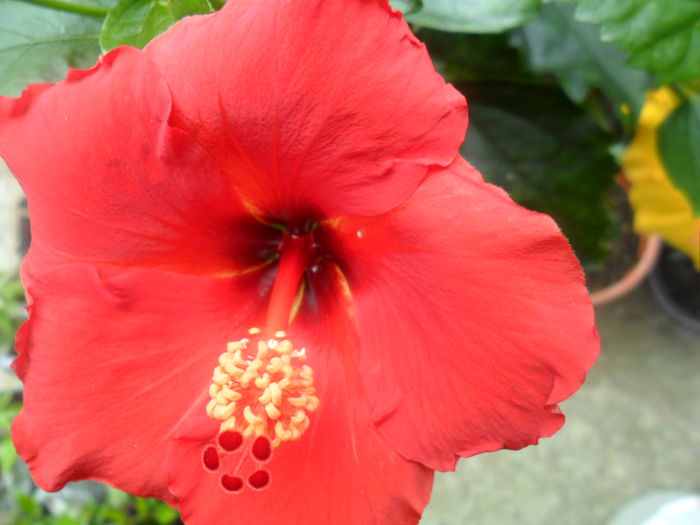 SAM_5458 - hibiscusi 2015-2