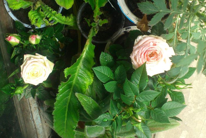 foarte-mini29mai2015 - Trandafiri