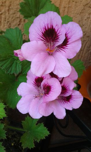 20150523_162042 - Muscate