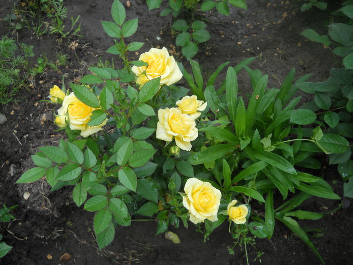 DSCN7739 - A42 TRANDAFIRI 2015