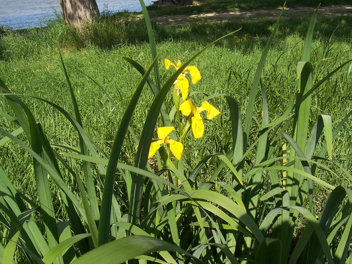 Iris galben de balta; Este o floare pe malul baltii.
